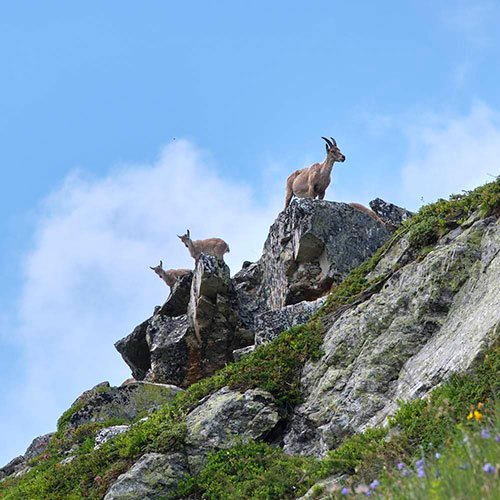 Tour of the Vanoise - ״פארק לאומי ונואז״