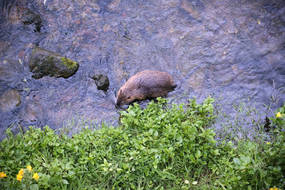 Coypu