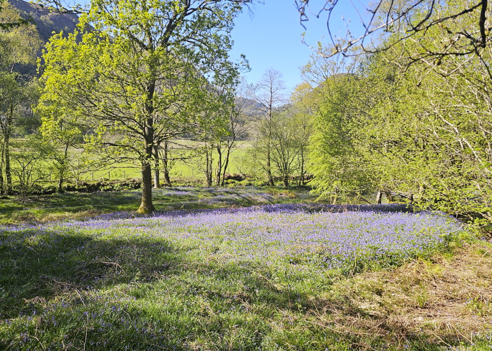 Blue Bell