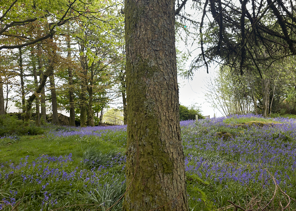 Blue Bell