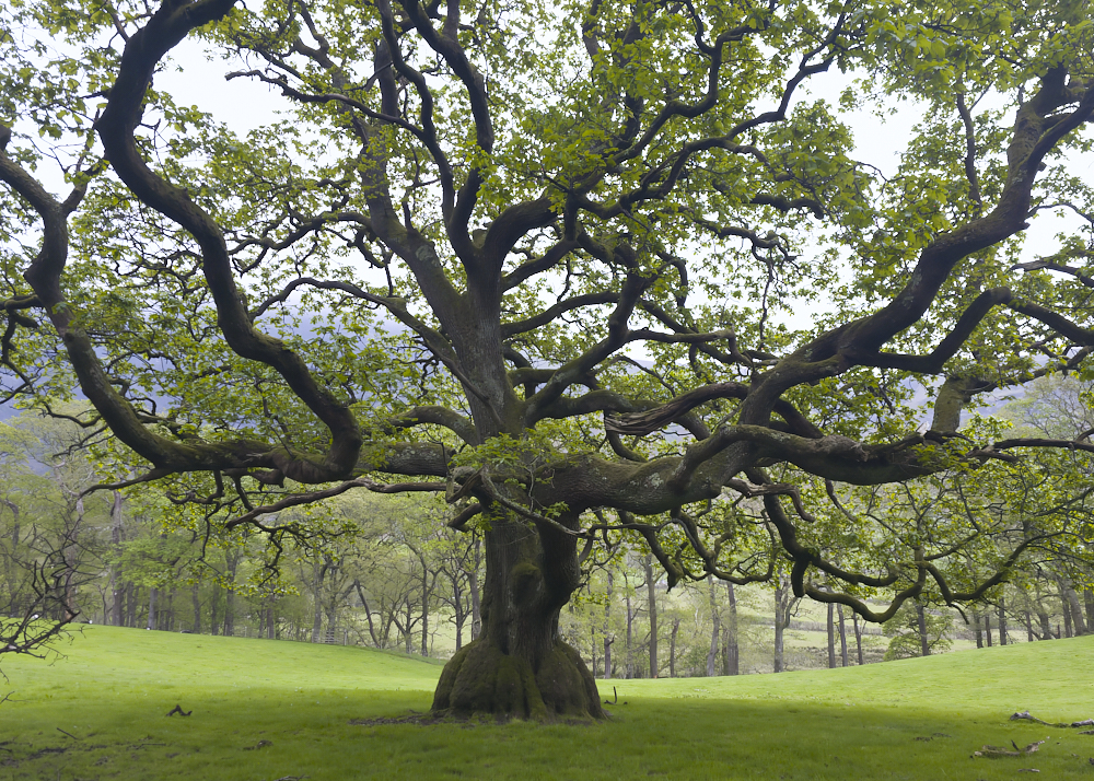 Impressive Tree