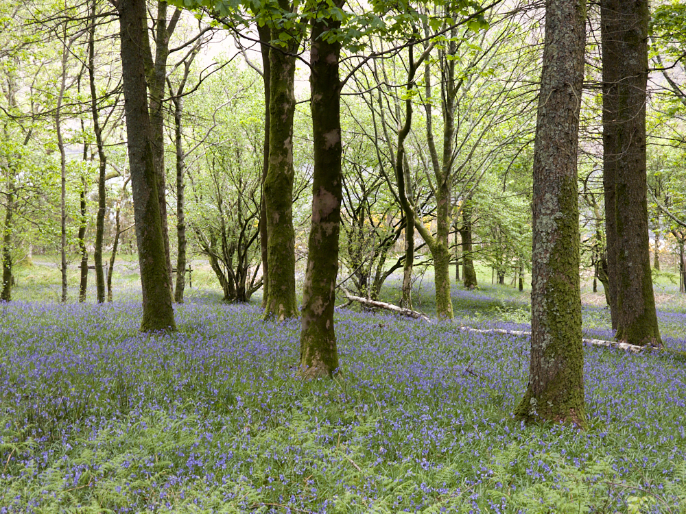 Blue Bell