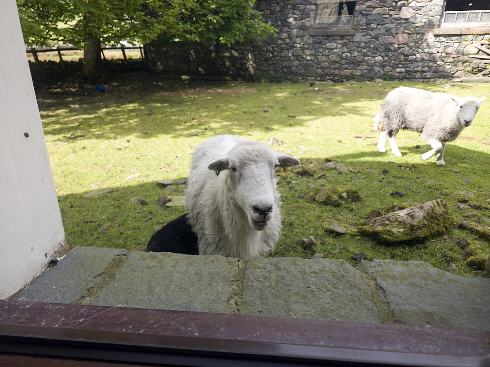 Sheeps in our window
