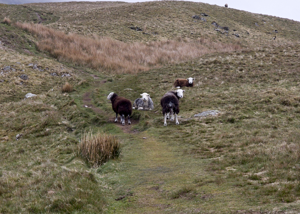 Suprised Sheeps